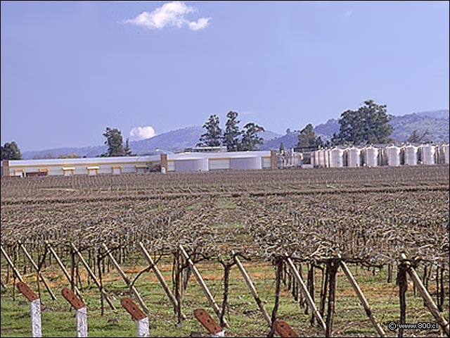 Planta de la Via Molina - Bodega de la Via San Pedro (Valle del Maule)