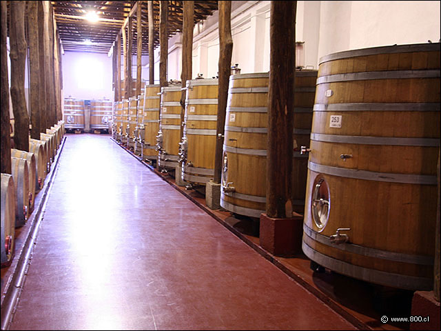 Bodega de toneles de vino en madera - Bodega Via Casa Silva (Valle de Colchagua)