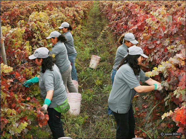 Recoleccin de la uva - Bodega de la Via San Pedro (Valle del Maule)