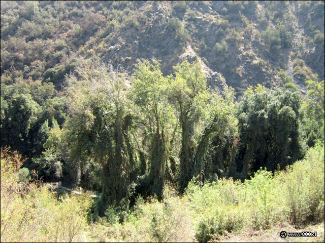 Paso Los Peumos - Parque Natural Aguas de Ramn