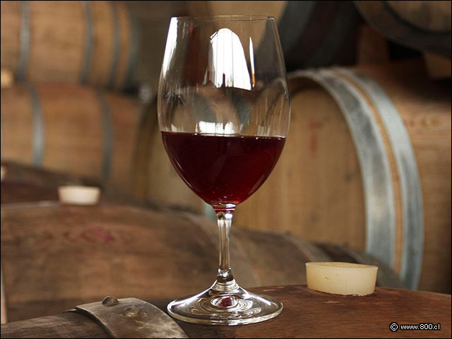 Copa de Vino - House - Casa del Vino