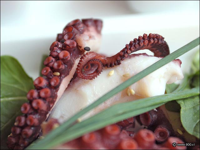 Tentculo de Pulpo en Sashimi - Un Oasis Restaurant