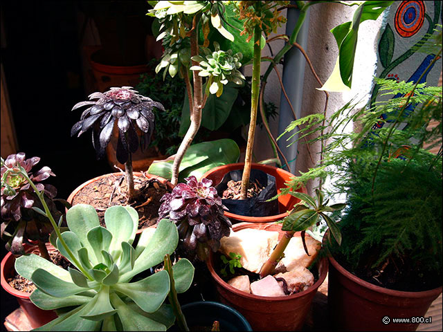 Detalle del jardin 