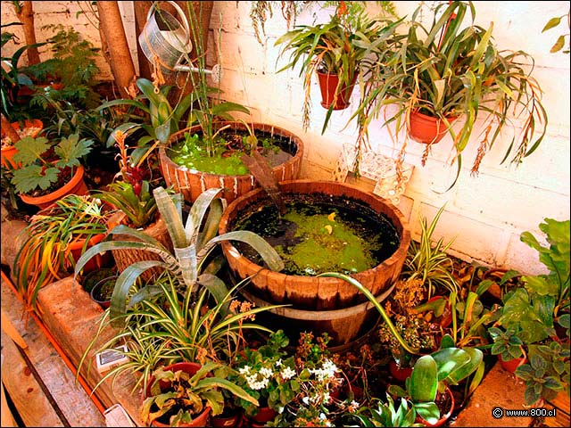 Jardn hmedo