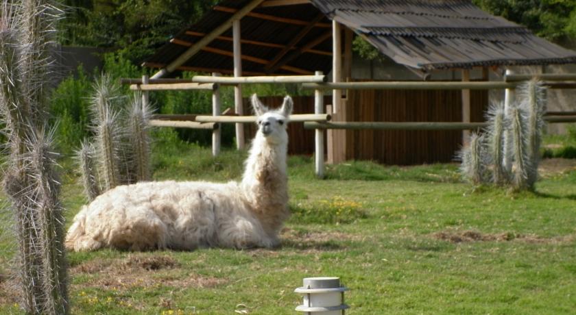 Llama - Hotel Limar (Valle del Limar)
