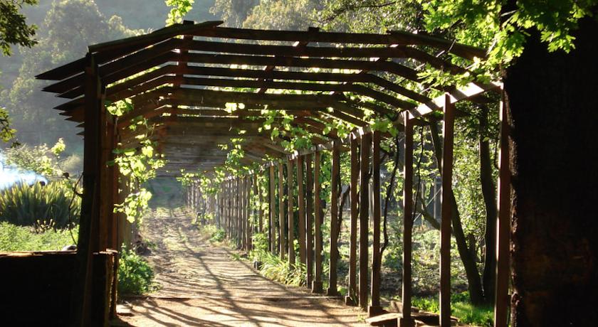 Camino de viedos - Hacienda Los Lingues (San Fernando)