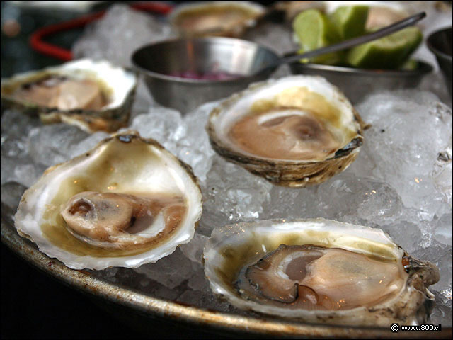 Ostras de bode negro sobre cama de hielo en escamas - La Costanera