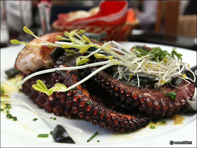 Pulpo a la Parrilla - El Ancla - Providencia