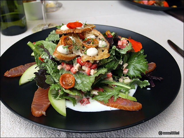 Ensalada de Salm�n curado, manzanas, hojas verdes y crutones - La Misi�n