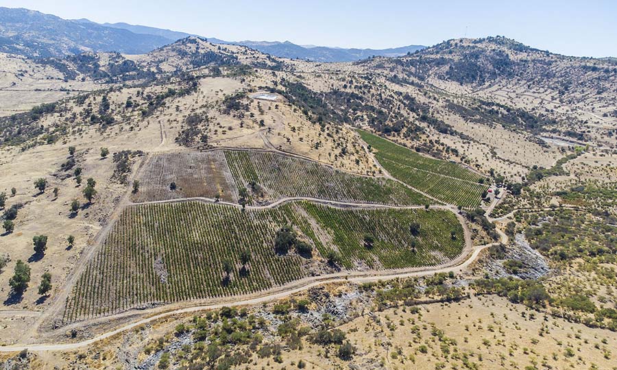 Fotos areas del viedo de Kaune Wines
