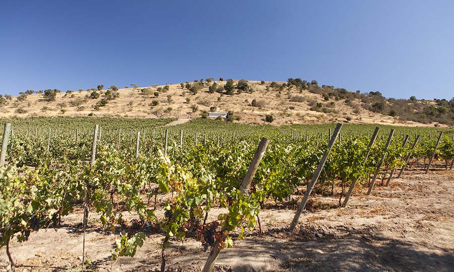 El viedo de Kaune Wines