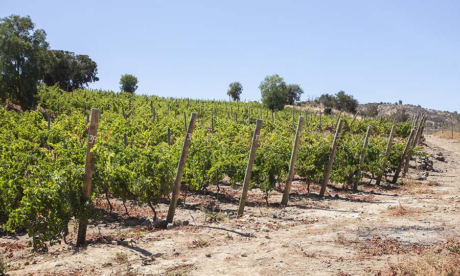 El viedo de Kaune Wines