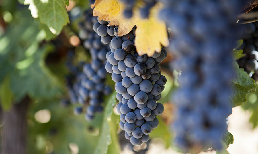 El viedo de Kaune Wines