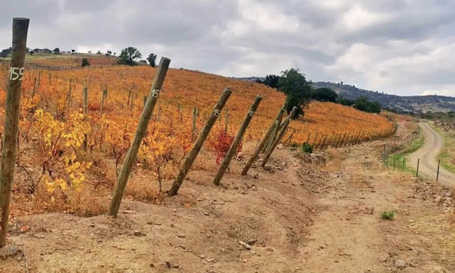 El viedo de Kaune Wines en otoo