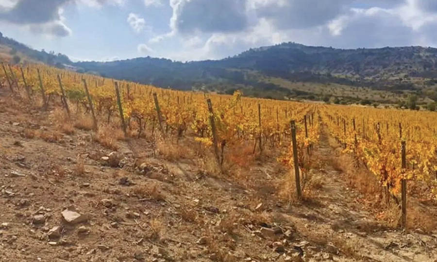 El viedo de Kaune Wines en otoo