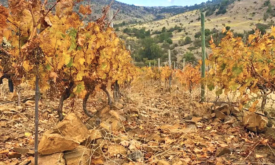 El viedo de Kaune Wines en otoo