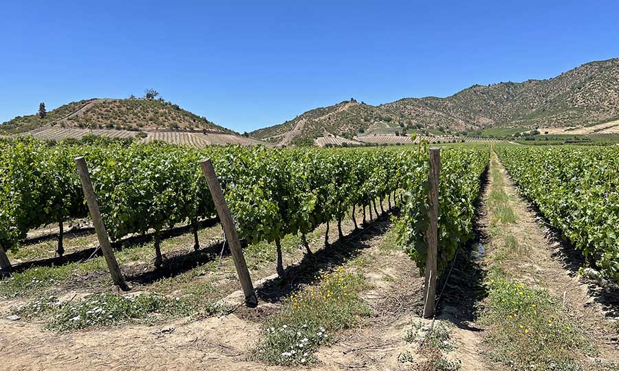 Los viedos de la Via Encierra - Via Encierra