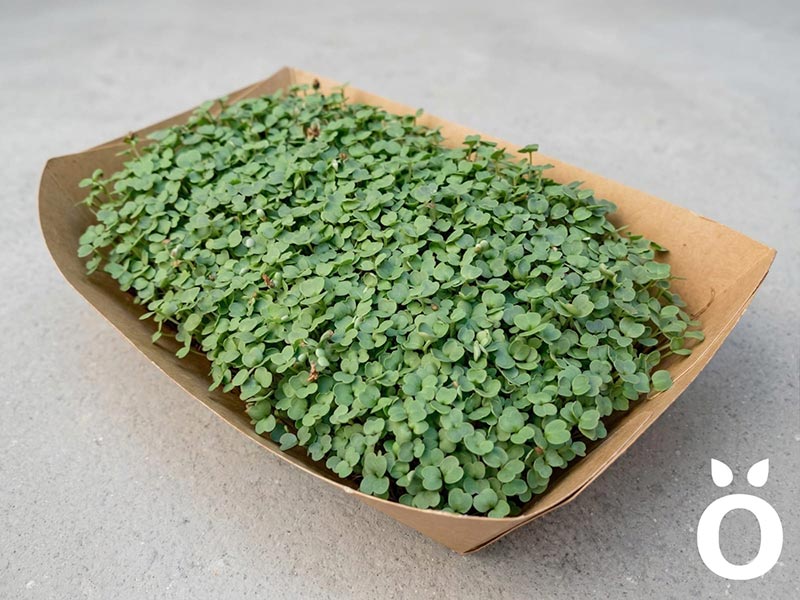 - Rora Greens