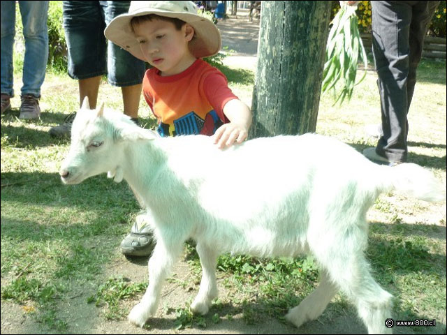 Cabrito - Granja Educativa Lonqun