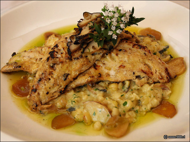 Pez Leopardo sobre Risotto de Mote - Latin - Marriott (antes Latin Grill)