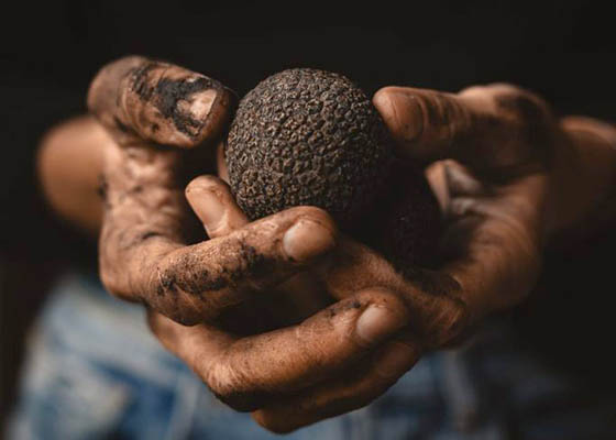 Trufas Araucana: Trufa negra chilena: autenticidad, aroma e innovacin desde el sur