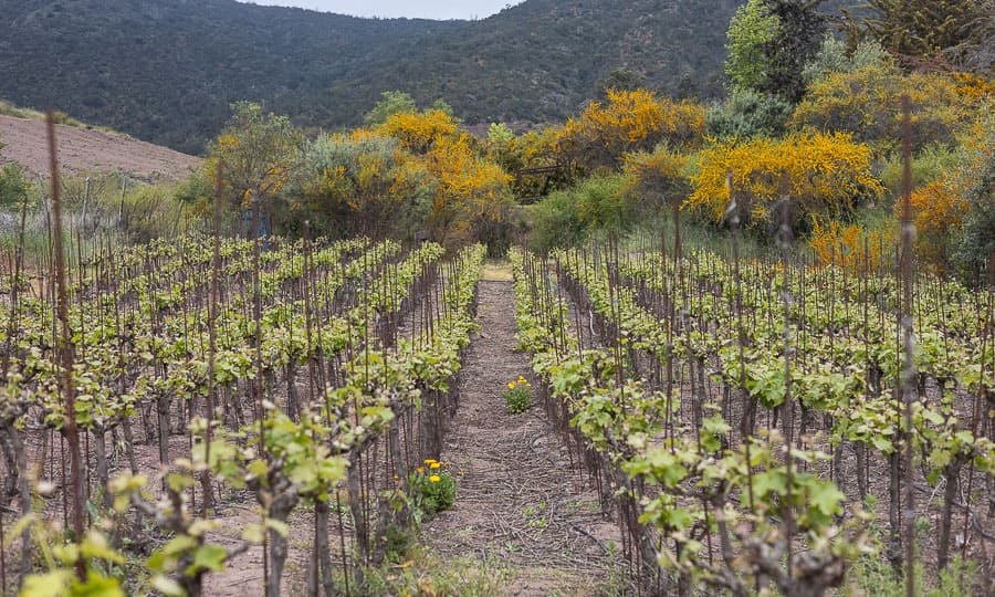 Viateros de Raz lanza su tour ''Vinos del Jardn'': Una experiencia vitivincola ntima