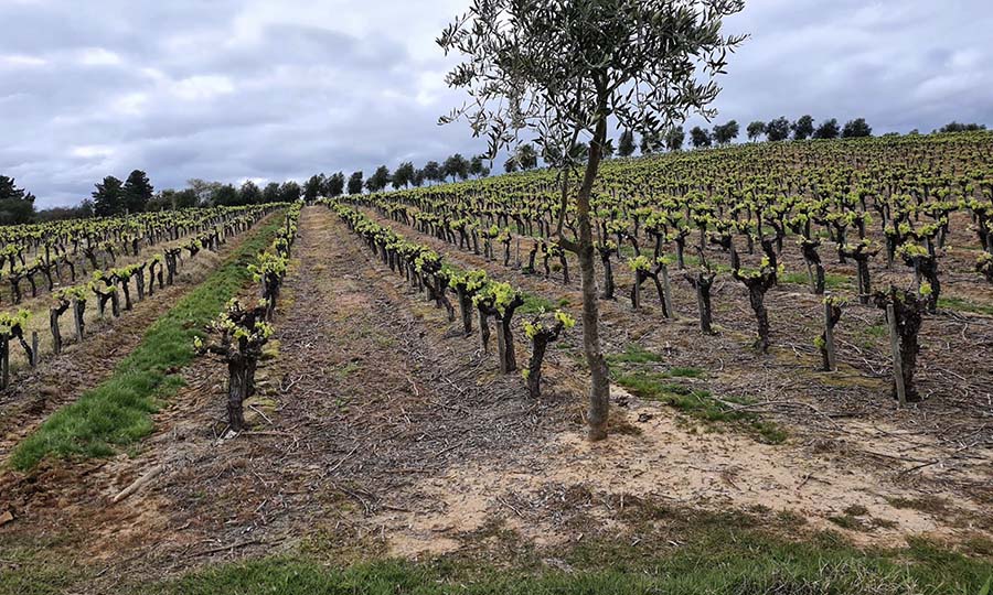 Bodegas Re - 800.cl