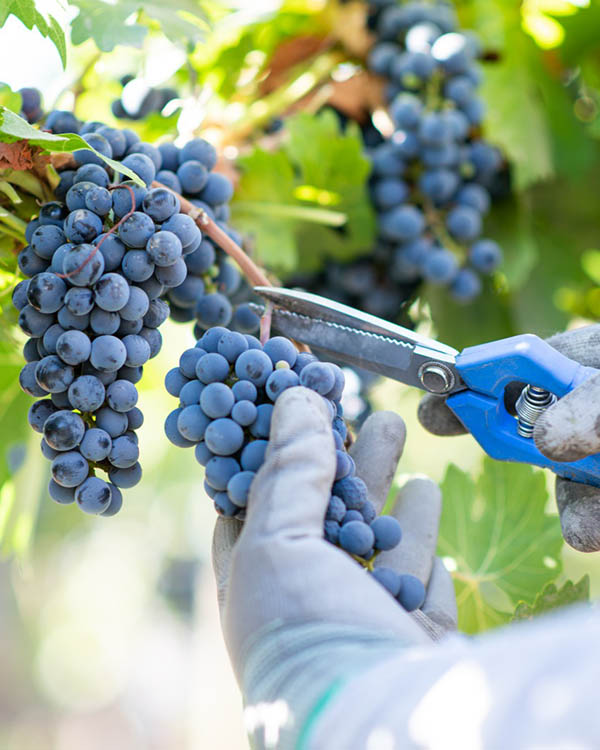 Cosecha, historia y vino en el �Tour Vendimia� en Vi�a Cousi�o Macul